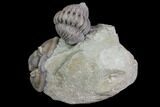 Two Flexicalymene Trilobites (Prone & Enrolled) - Mt Orab, Ohio #85394-1